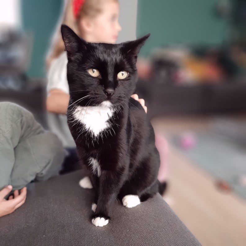 Suikerziekte Lola - Lingehoeve Diergeneeskunde