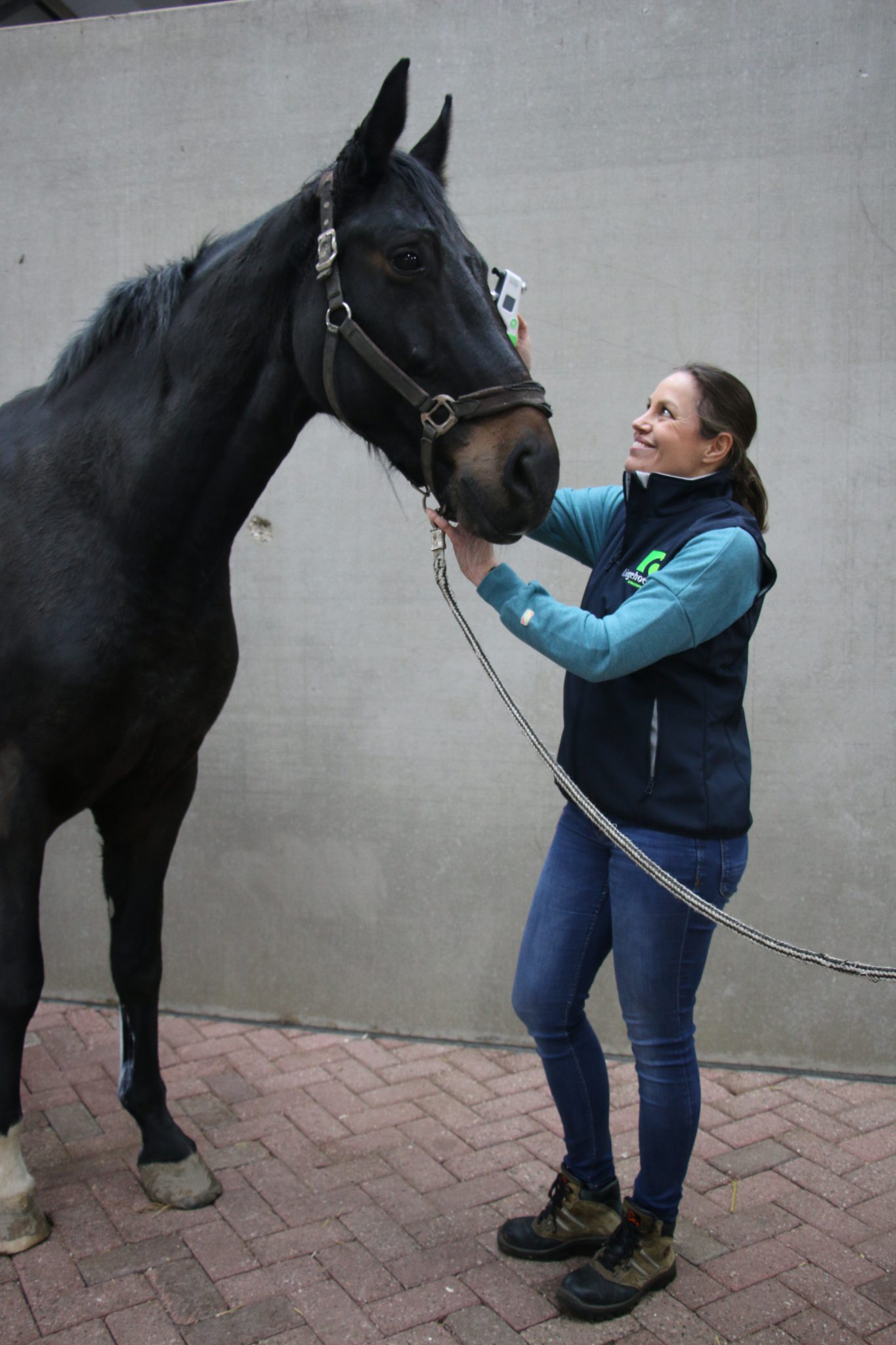 Oogaandoeningen paard - Lingehoeve Diergeneeskunde Oogaandoeningen paard - Lingehoeve Diergeneeskunde