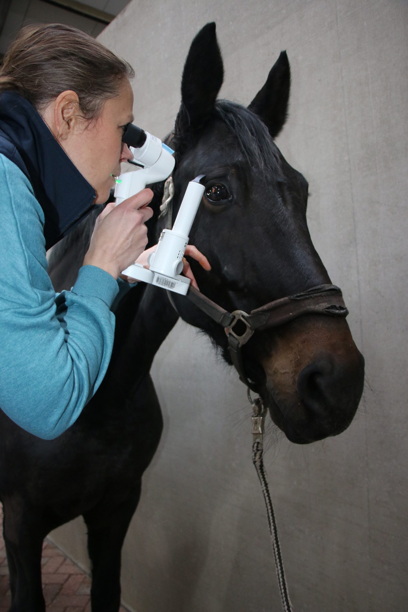 Oogproblemen paard - Lingehoeve Diergeneeskunde Oogproblemen paard - Lingehoeve Diergeneeskunde